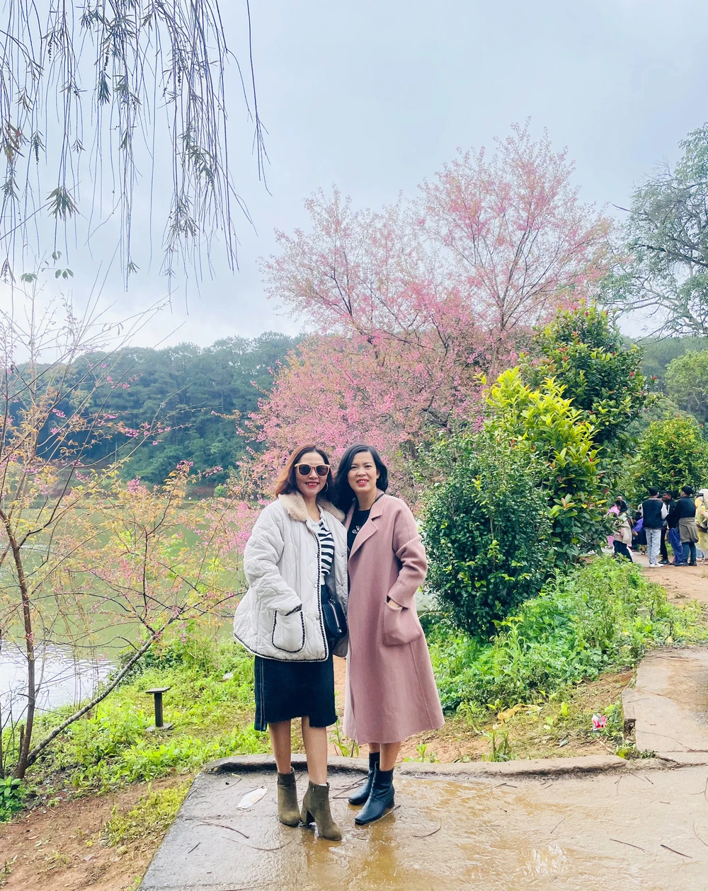 Du khách đến Măng Đen ngắm hóa đào nở. Ảnh: CTV