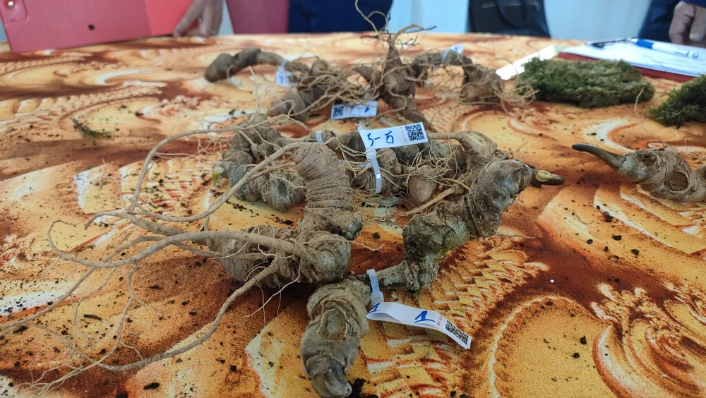 Hội thi sâm tu mơ rông kon tum