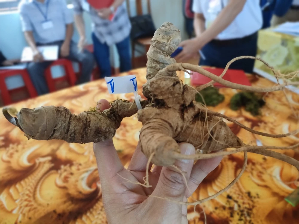 Hội thi sâm Ngọc Linh Kon Tum