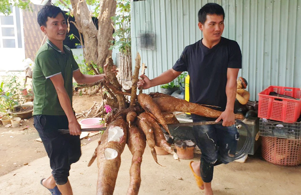 Củ to dài, hai thanh niên mới khiên nổi.