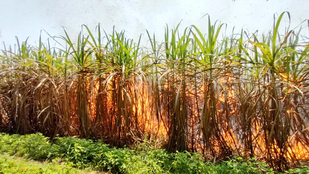 Mía cháy khiến nhiều hộ nông dân lo lắng.