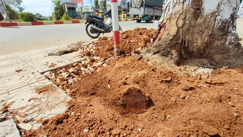 Rễ cây to bị cắt, nguy cơ chết cây và ngã đỗ rất lớn.