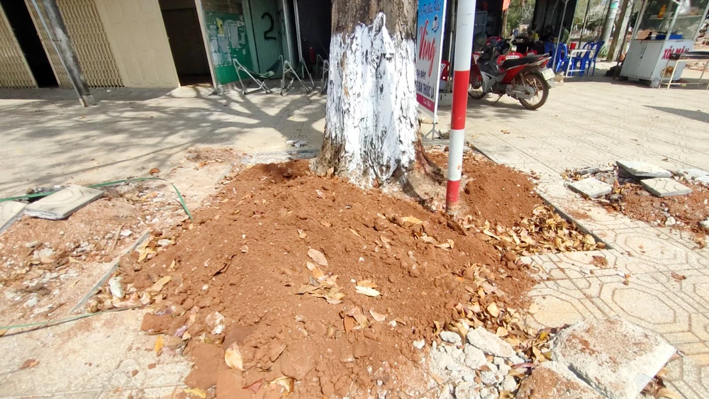 Đơn vị thi công đổ đất lấp vị trí rễ bị cắt.