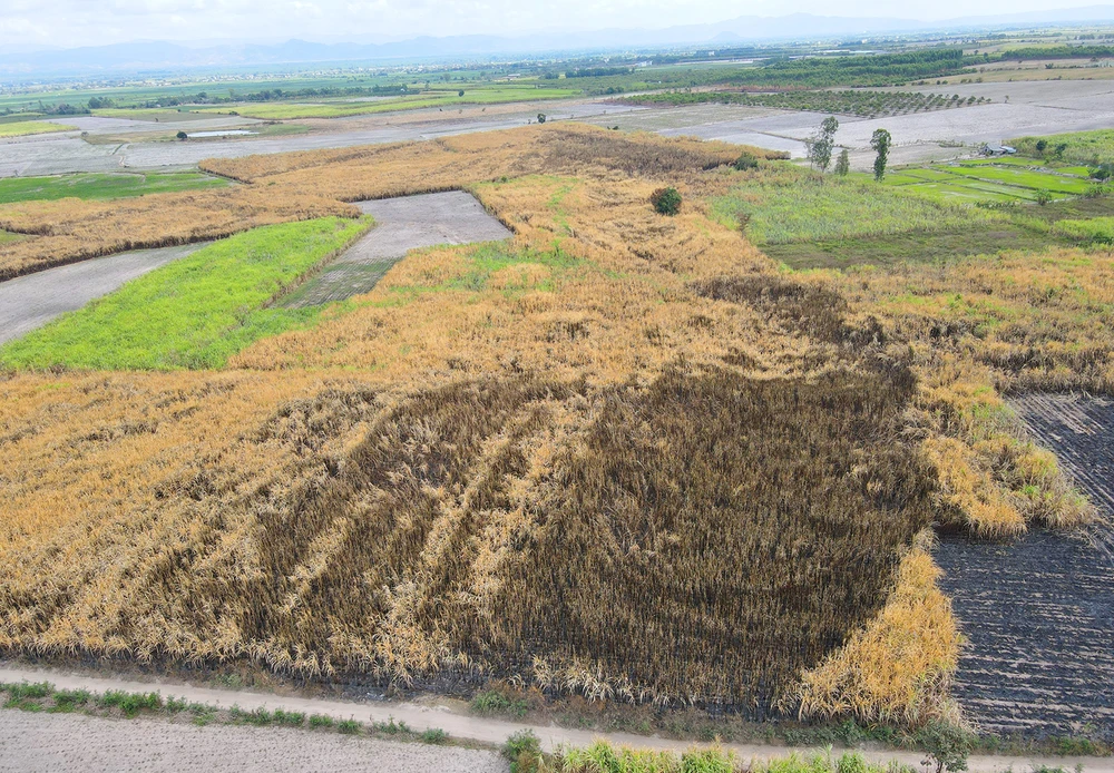 Mía cháy hàng loạt nhưng chưa xác định được nguyên nhân cụ thể. Ảnh: LK