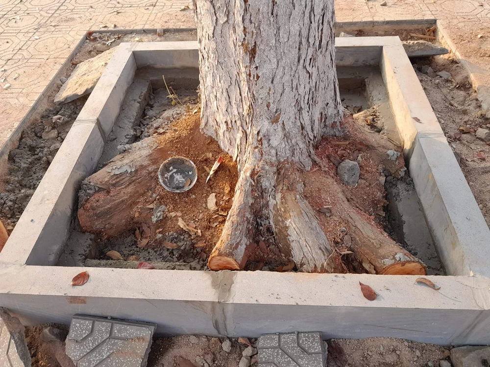 Rễ xung quanh cây xanh trên đường phố bị cắt cụt. Ảnh: CH.