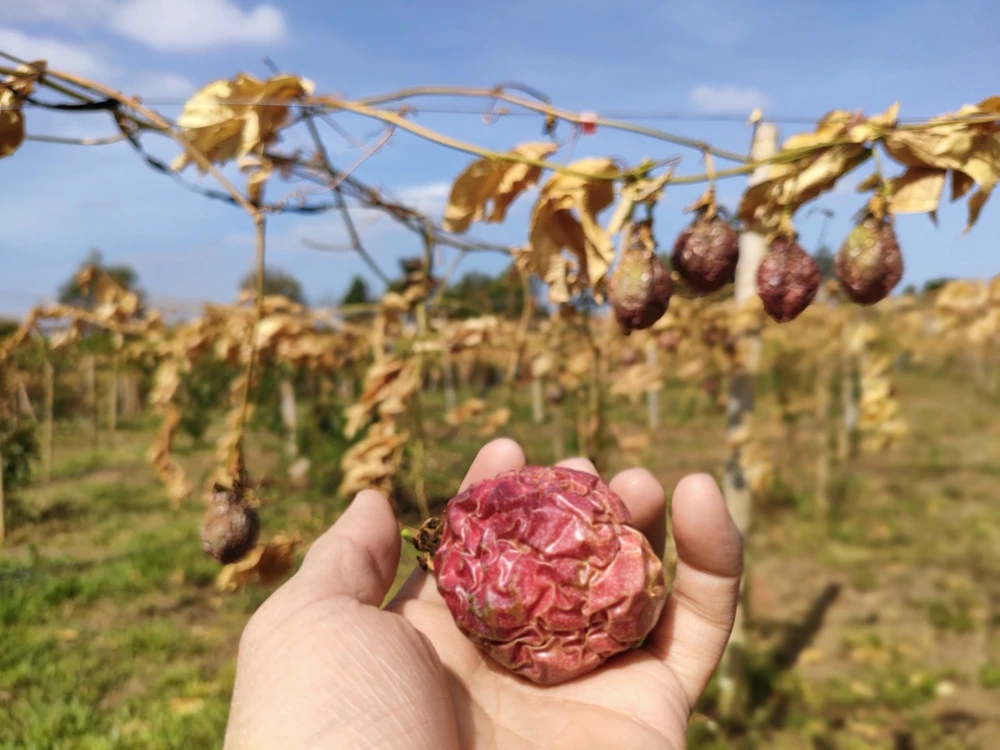 Ông Hảo ước tính thiệt hại 450 triệu đồng.