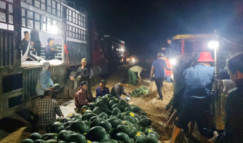 Thương lái thu mua dưa hấu ngay tại vườn. Ảnh: TA. Thương lái thu mua dưa hấu ngay tại vườn. Ảnh: TA.