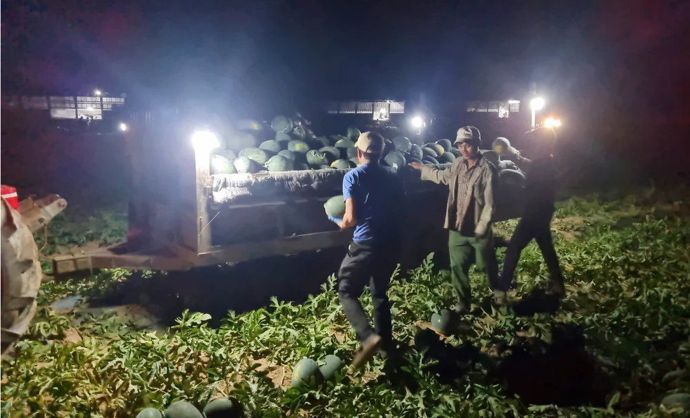 Dưa hấu thu hoạch ban đêm để trái tươi, không bị héo. Dưa hấu thu hoạch ban đêm để trái tươi, không bị héo.