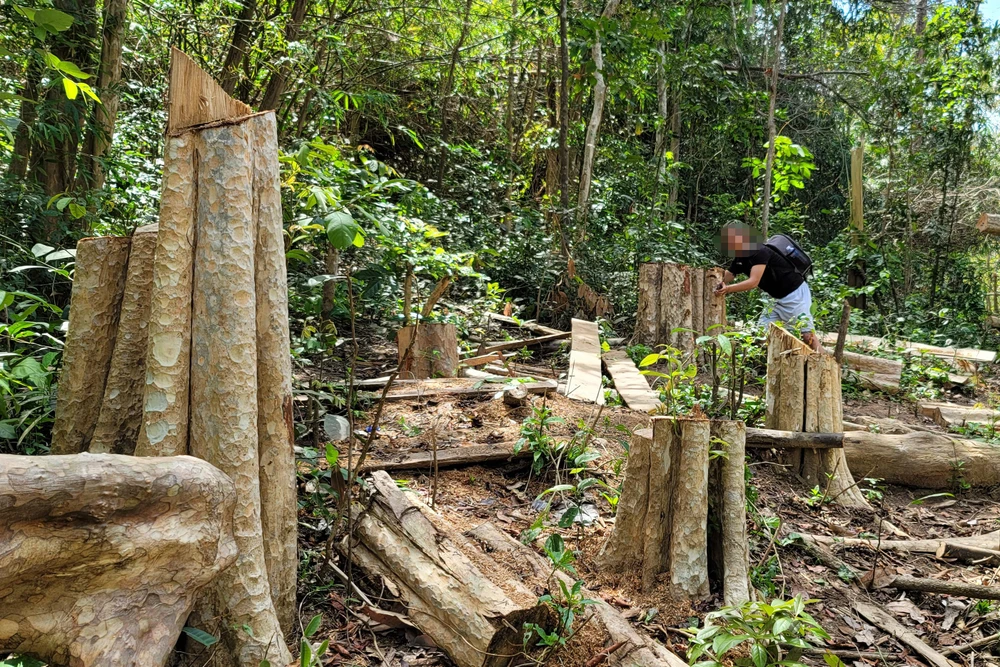 Hiện trường vụ phá rừng. Ảnh: PH.