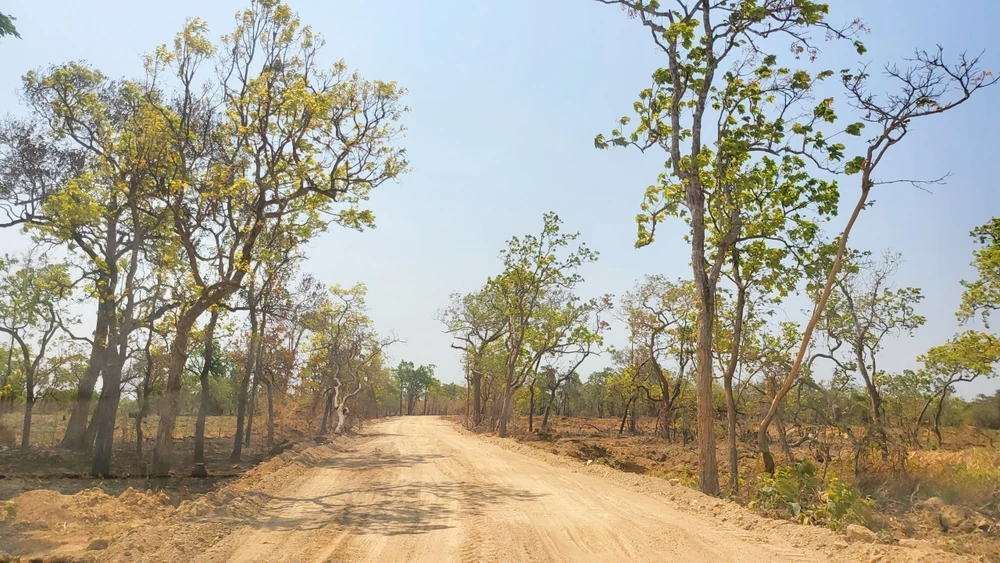 Con đường được san ủi, mở trên đất lâm nghiệp. Ảnh: LK.