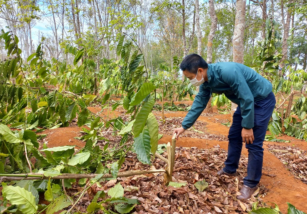 Hiện trường vườn cà phê bị chặt phá. Ảnh: TA.