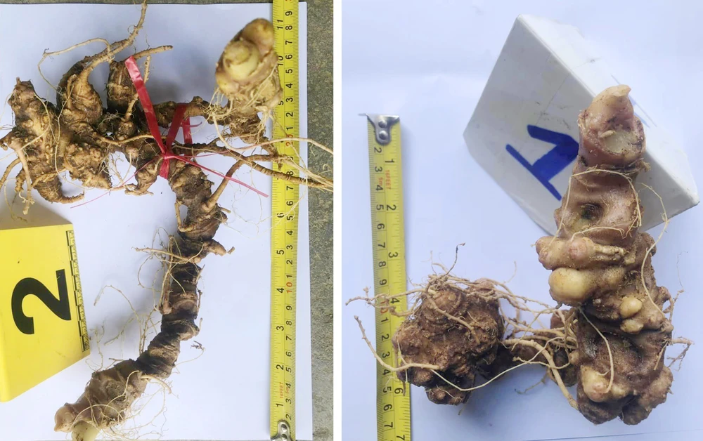 Củ sâm Ngọc Linh tang vật vụ án.