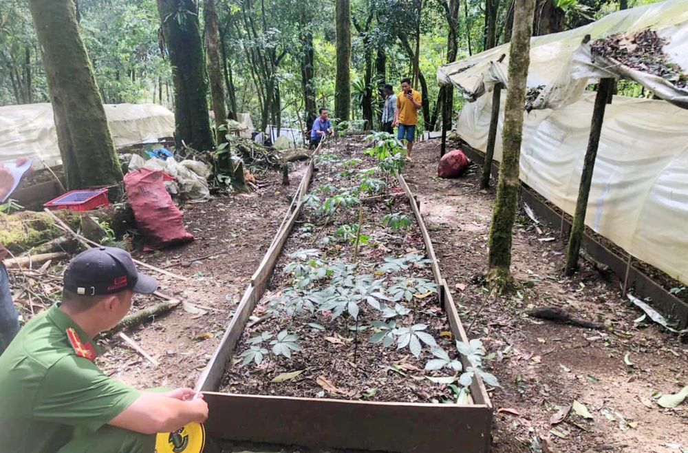 Hiện trường vườn sâm bị trộm.