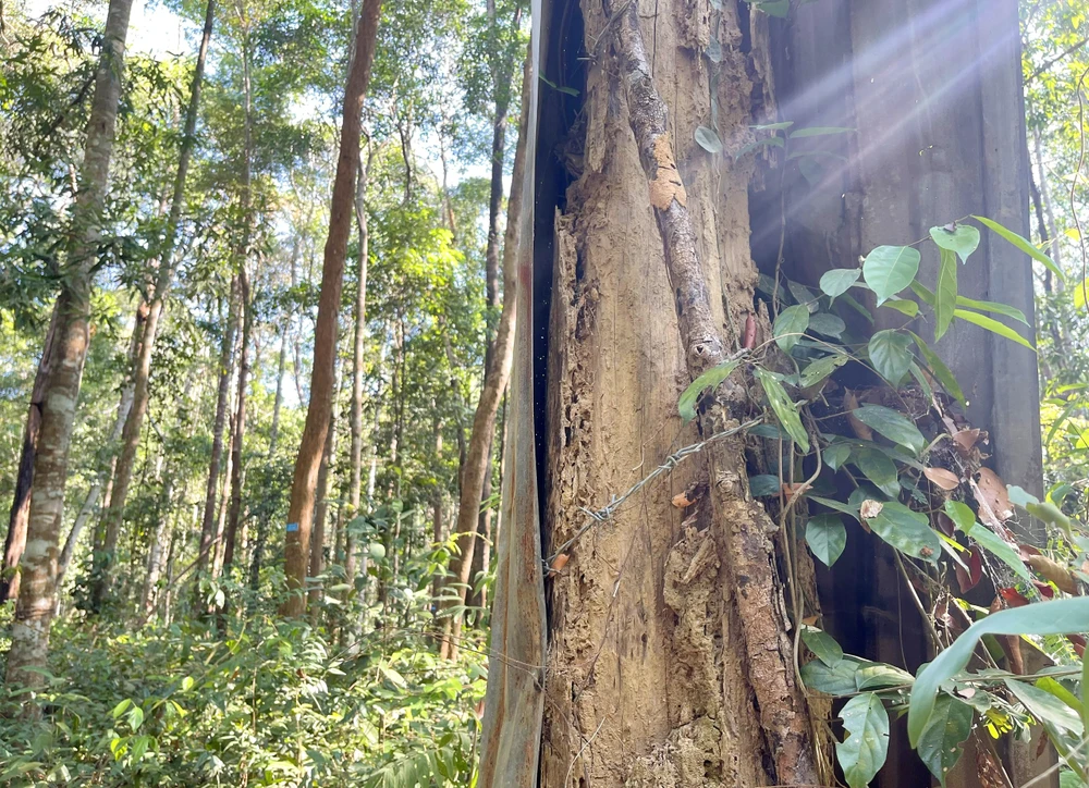 Một cây gỗ trắc chết khô. Một cây gỗ trắc chết khô