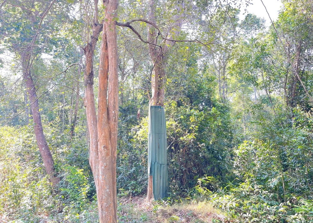 Để tránh bị cắt trộm, đơn vị quản lý dùng tôn bao quanh gốc. Để tránh bị cắt trộm, đơn vị quản lý dùng tôn bao quanh gốc.