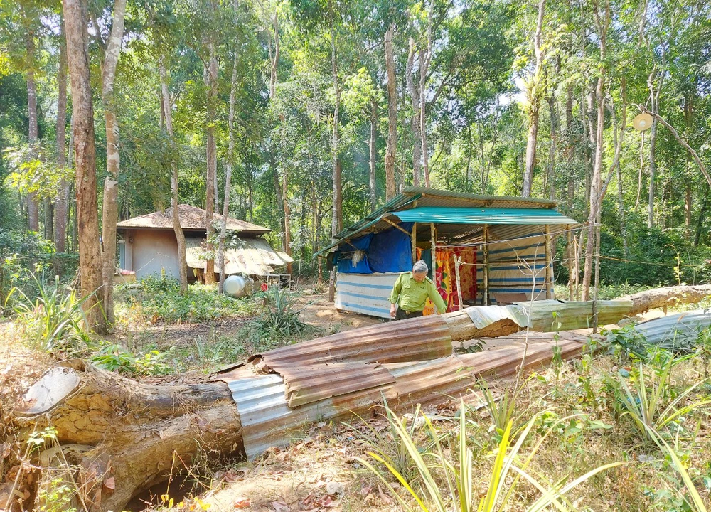 Ban phải cắt cử hai nhân viên bảo vệ một cây gỗ bị ngã đổ.