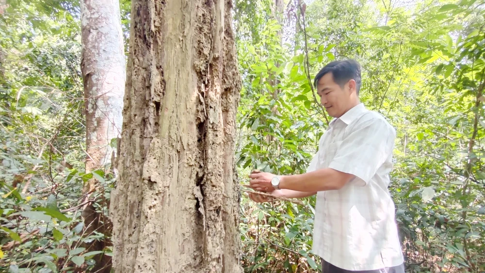 Cây gỗ trắc bị chết đứng, mối mọt ăn phần thân ngoài.