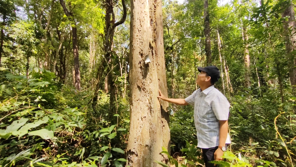 Cây gỗ trắc bị chết từ năm 2015.