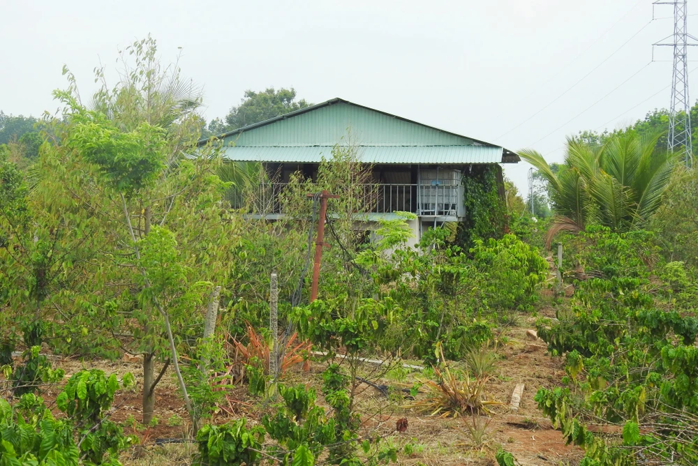 Vườn của ông NTS được đền bù vượt giá trị nhiều lần.