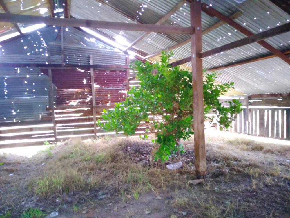 Bên trong căn nhà xây chờ đền bù, cây điều vẫn đang xanh tốt. Ảnh: LK. Bên trong căn nhà xây chờ đền bù, cây điều vẫn đang xanh tốt. Ảnh: LK.