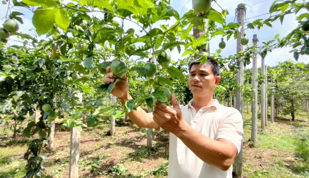 Vườn chanh leo của anh Lê Đình Tứ, huyện Đắk Đoa. Ảnh: LK.