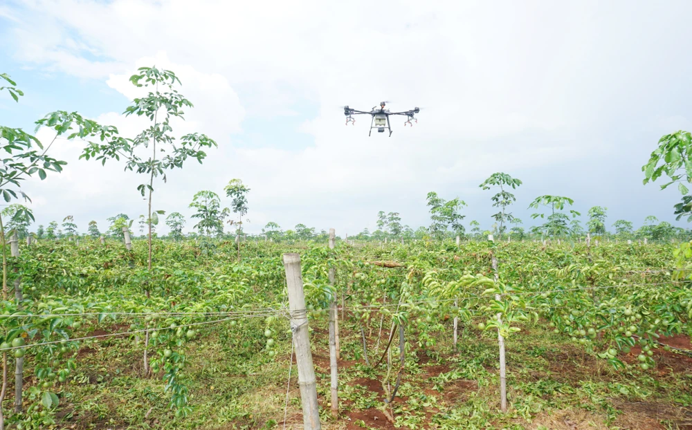 Theo quy hoạch, năm 2025 tỉnh Gia Lai sẽ có khoảng 20.000 ha chanh leo.