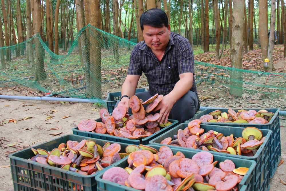 Ông Hiệu thu hoạch nấm linh chi đỏ tại vườn.