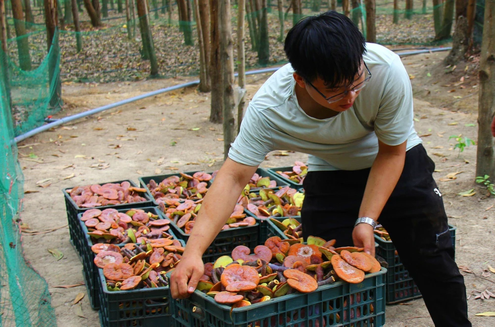 Công chăm sóc và thu hoạch của nấm linh chi rất thấp, phù hợp nhiều hộ dân.