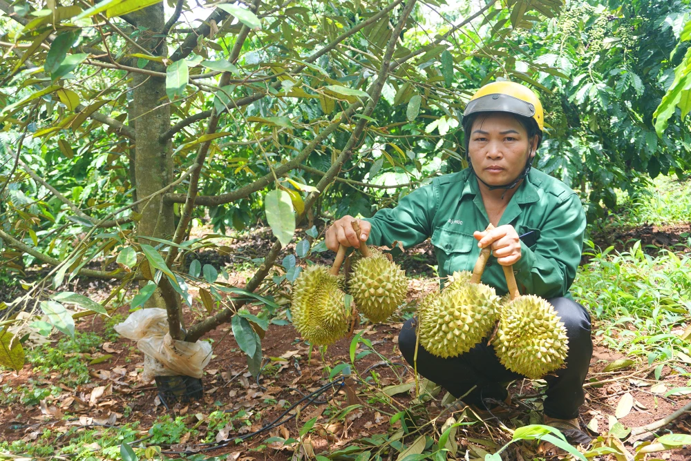 Bà Hiền xót xa nhìn vườn sầu riêng sắp thu hoạch bị kẻ xấu phá hoại.