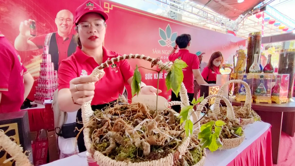 Sâm Ngọc Linh được trưng bày tại hội chợ tại huyện Tu Mơ Rông.