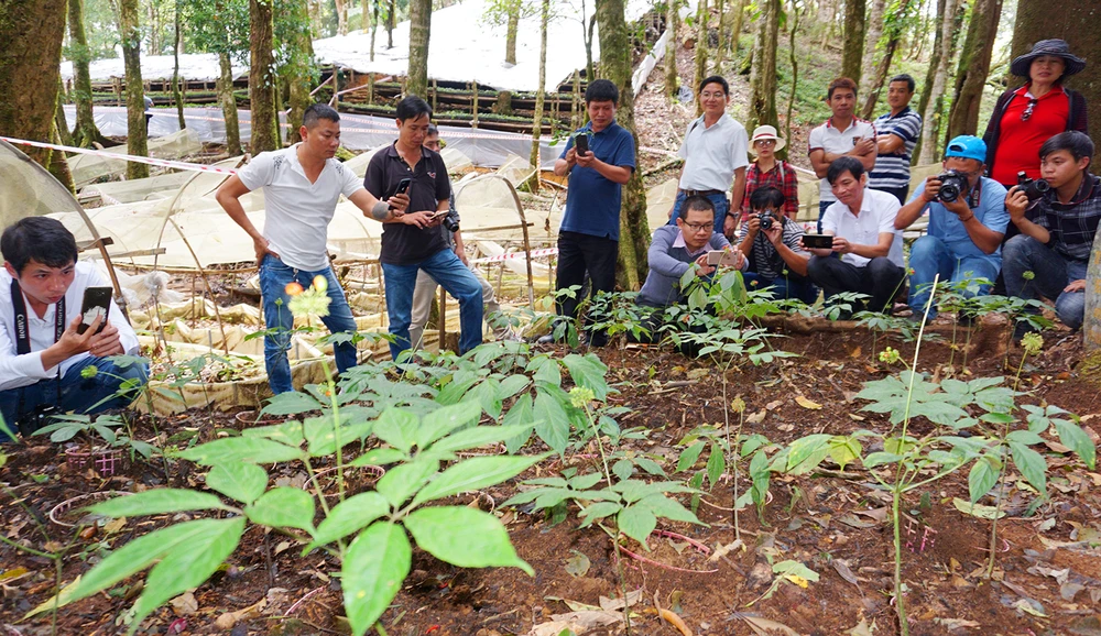 Vườn sâm Ngọc Linh dưới tán rừng ở núi Ngọc Linh.