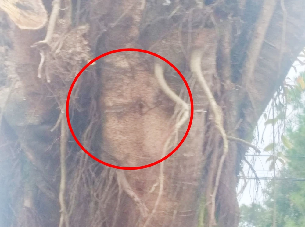 Hình ảnh nhỏ trên cây được nhiều người cho rằng "Chúa hiển linh".