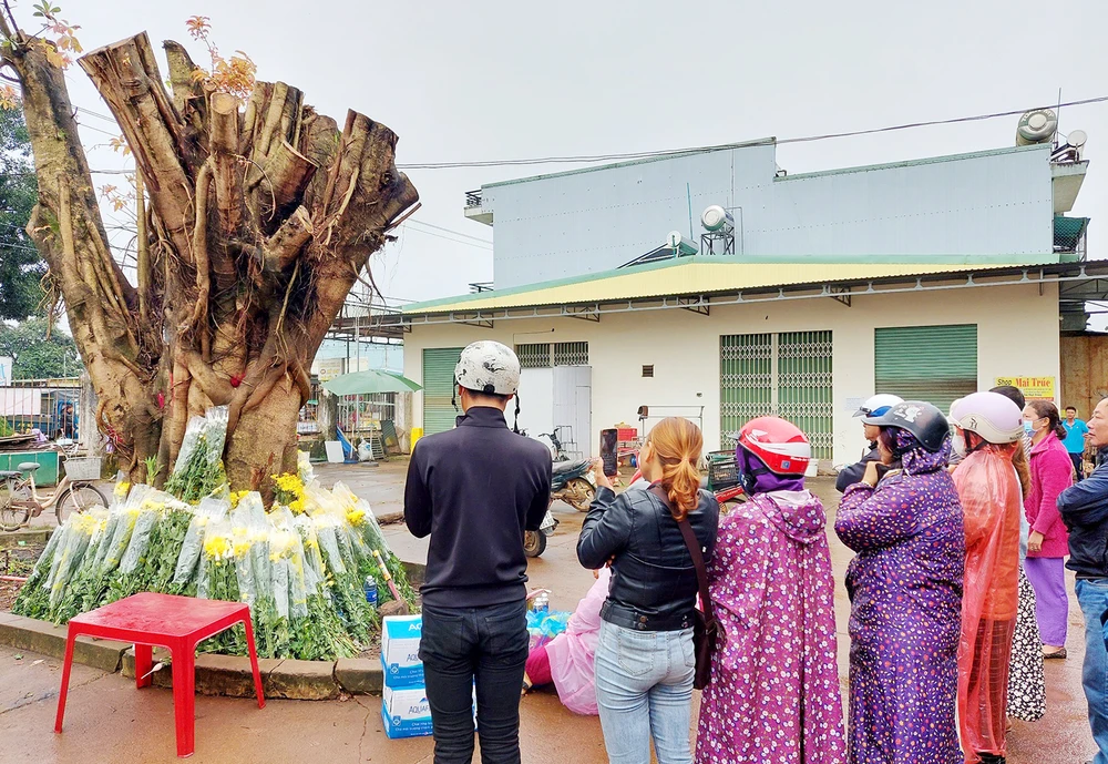 Cây có hình mặt người được nhiều người tụ tập cầu nguyện.