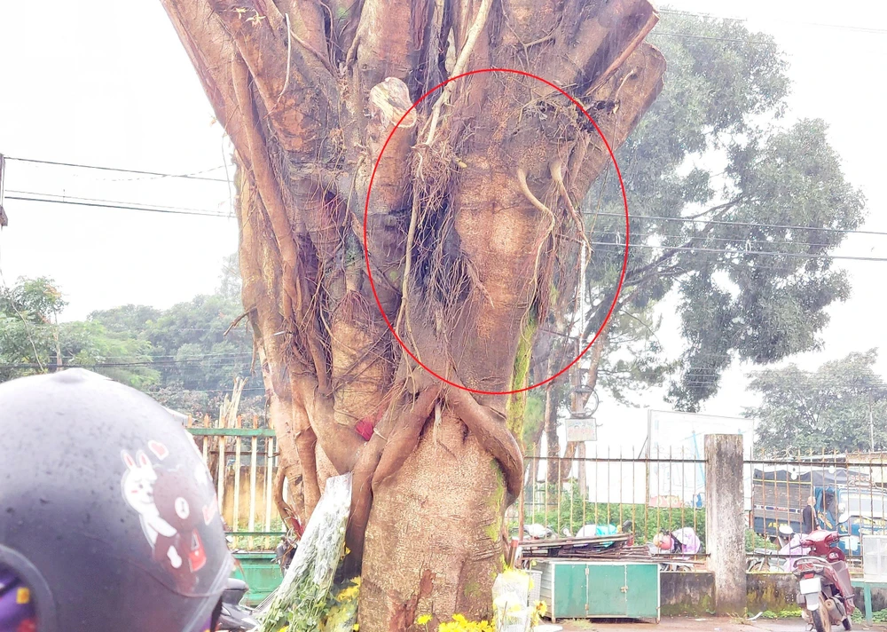 Cây có hình mặt người được nhiều người dân tin "Chúa Giê-Su hiển linh". Ảnh: HT.