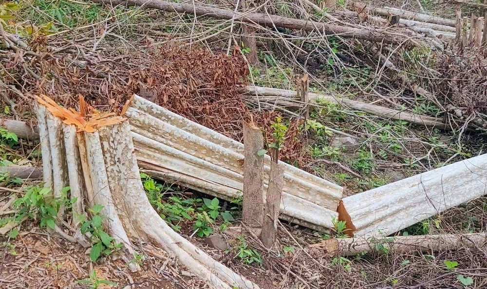 Công ty Kon Hde Kông Chro Gia Lai để xảy ra nhiều sai phạm