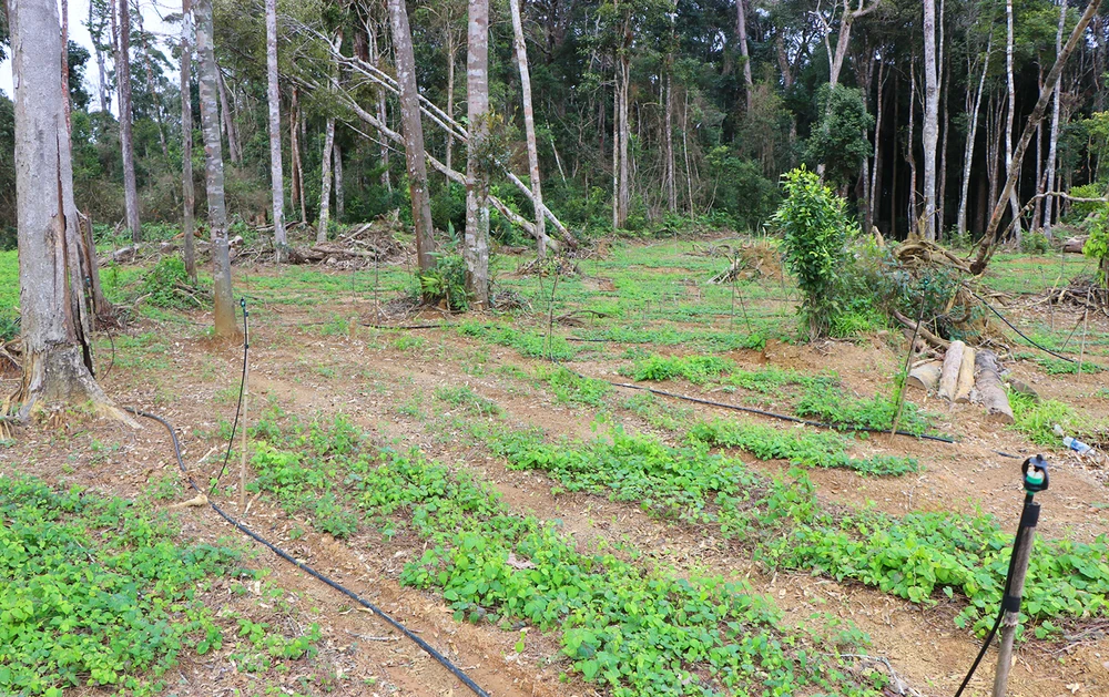 Du-an-trong-duoc-lieu-cua .jpg