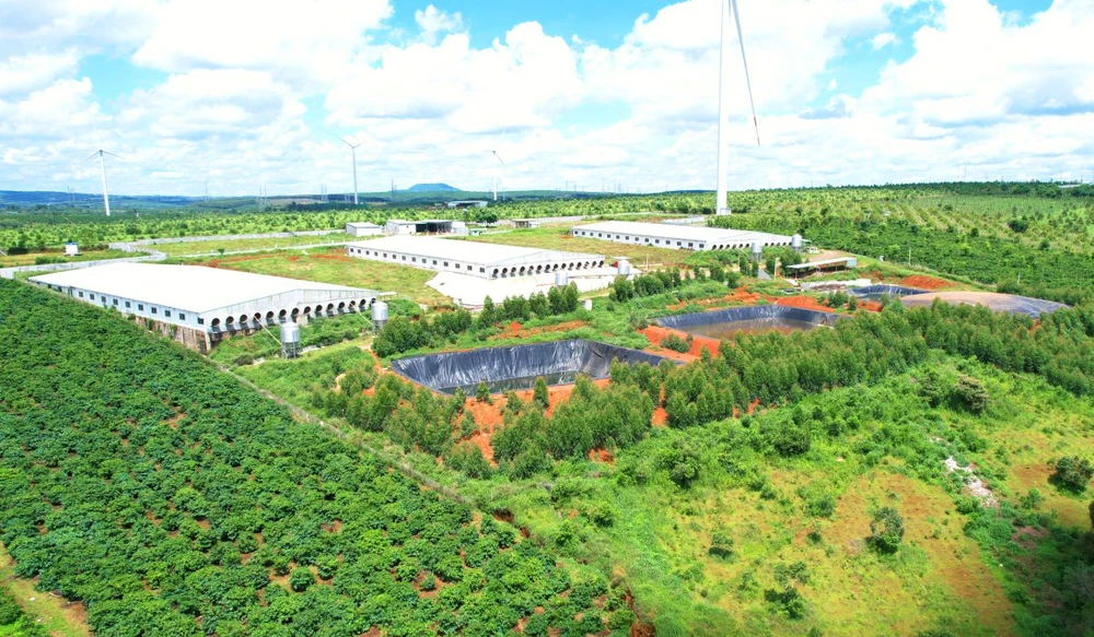 Co-so-chan-nuoi-heo-cua-ba-tran-thi-ai-lien-bi-phat-hanh-chi-do-khong-co-giay-phep-moi-truong 1.jpg