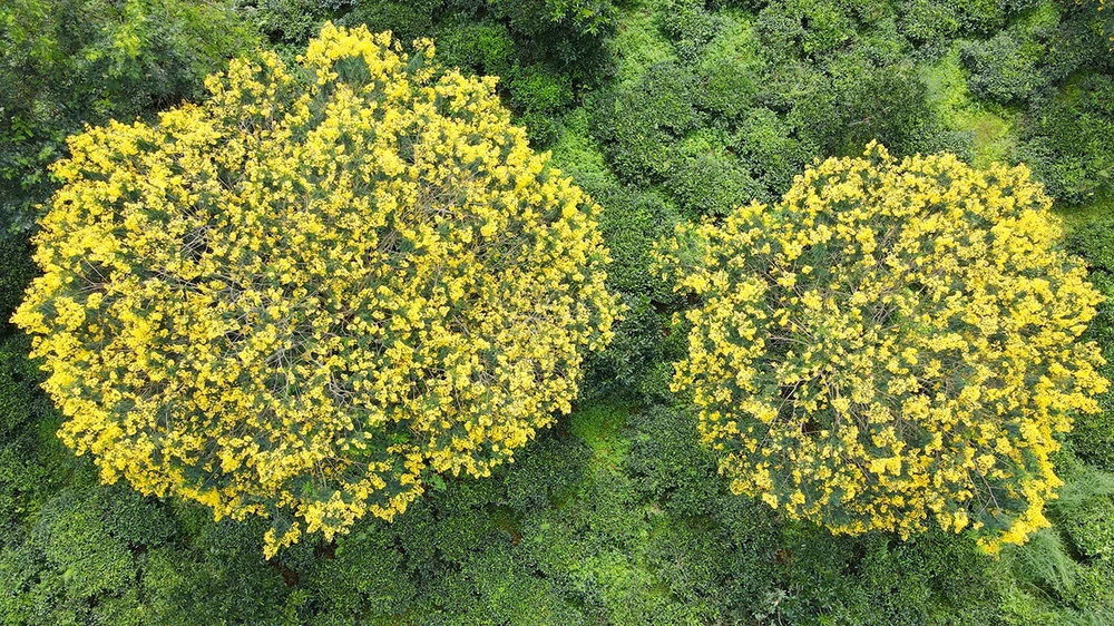 Mua-hoa-muong-vang-doi-che-bau-can 2.jpg