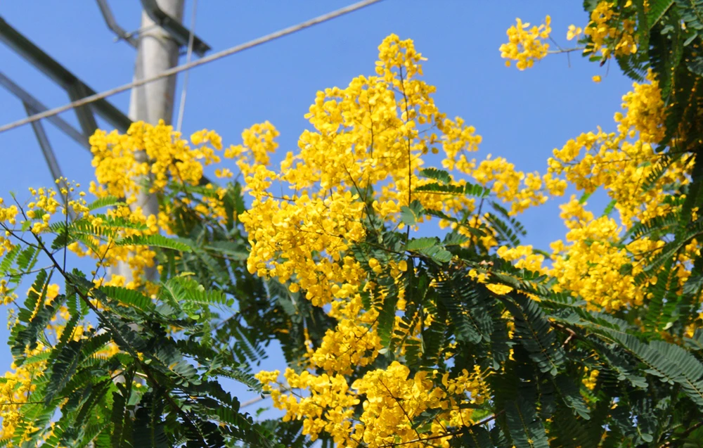 Mua-hoa-muong-vang-doi-che-bau-can 7.jpg