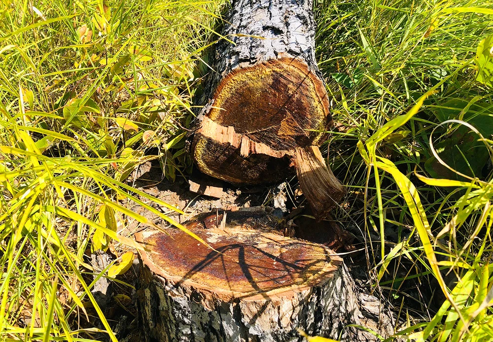 Phá rừng đổ hóa chất