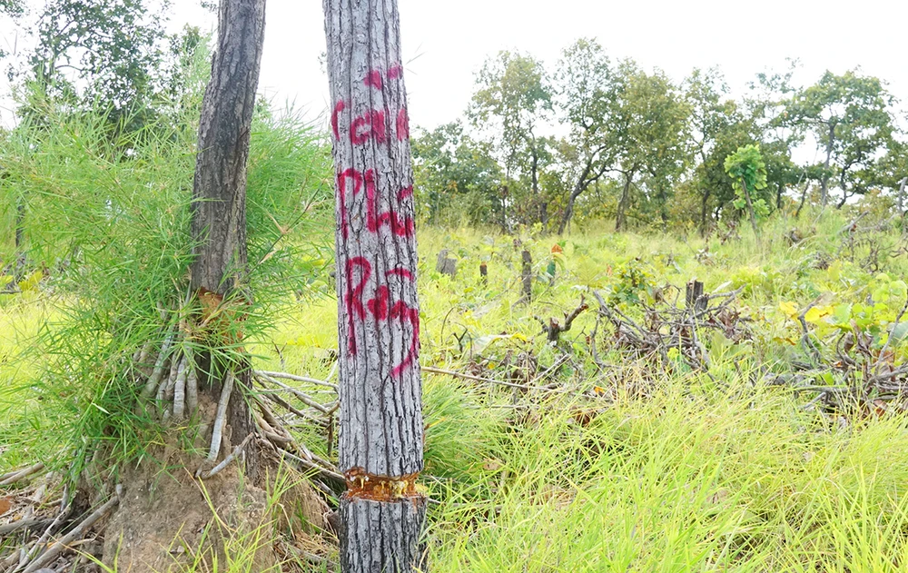 Phá rừng đổ hóa chất