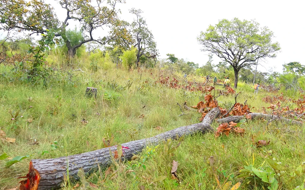 Phá rừng đổ hóa chất