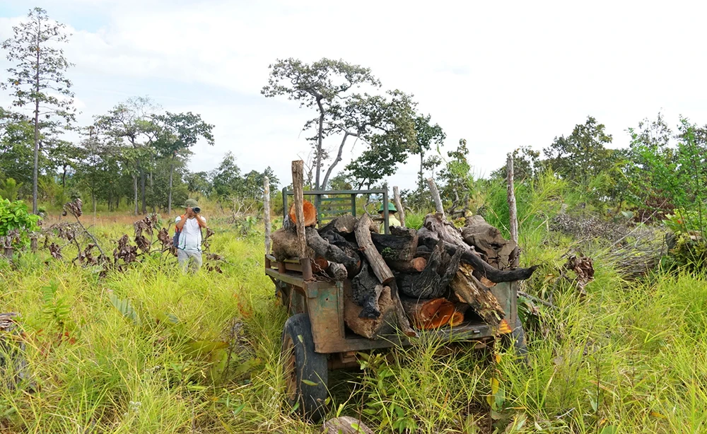 Phá rừng đổ hóa chất