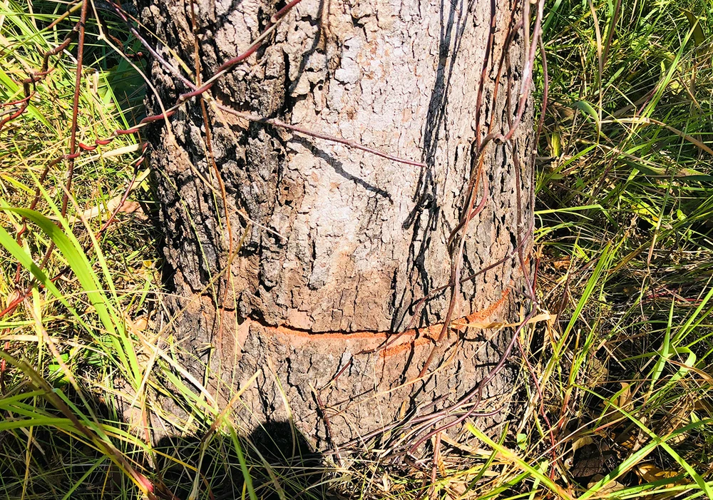 Khoan gốc cây rừng ở huyện Chư Prông