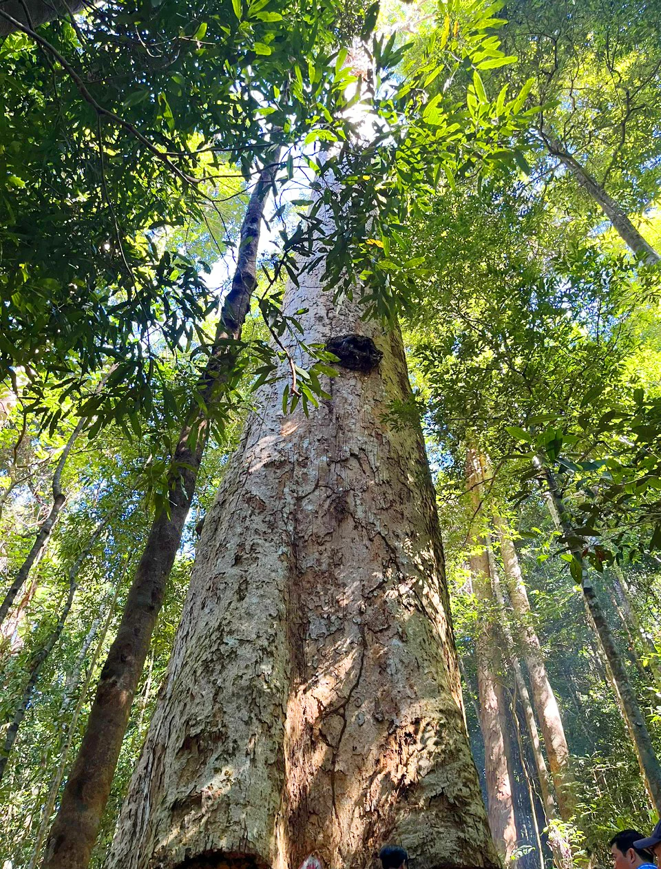 Sao cát ngàn năm tuổi
