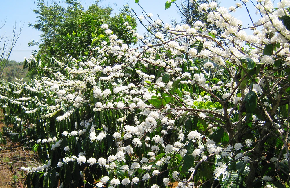 Tay-nguy-mua-dep-nhat-trong-nam 12.jpg