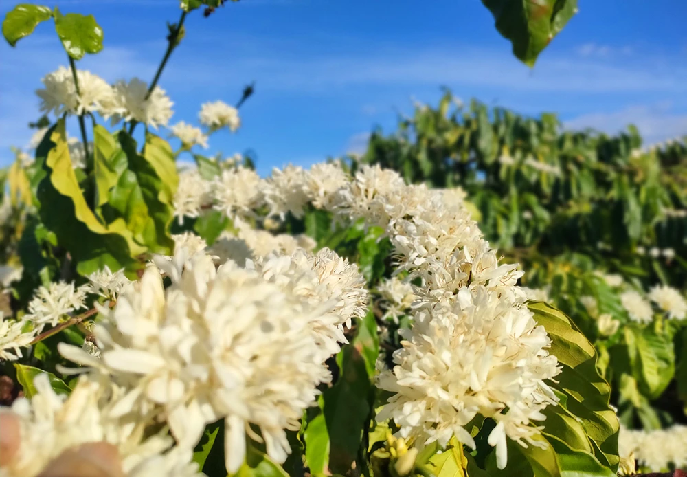 Tay-nguy-mua-dep-nhat-trong-nam 9.jpg