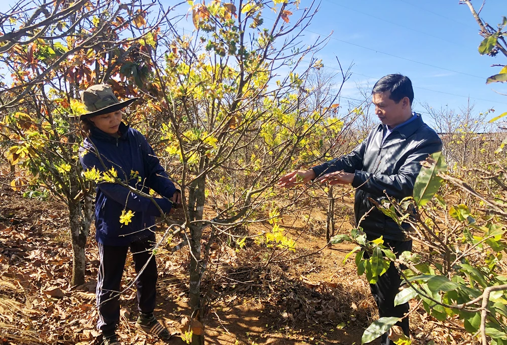 Làng mai rừng trong phố