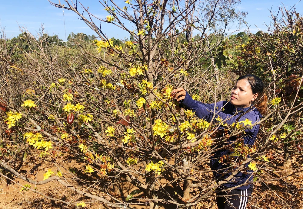 lang-mai-rung-trong-pho-pleiku 3.jpg