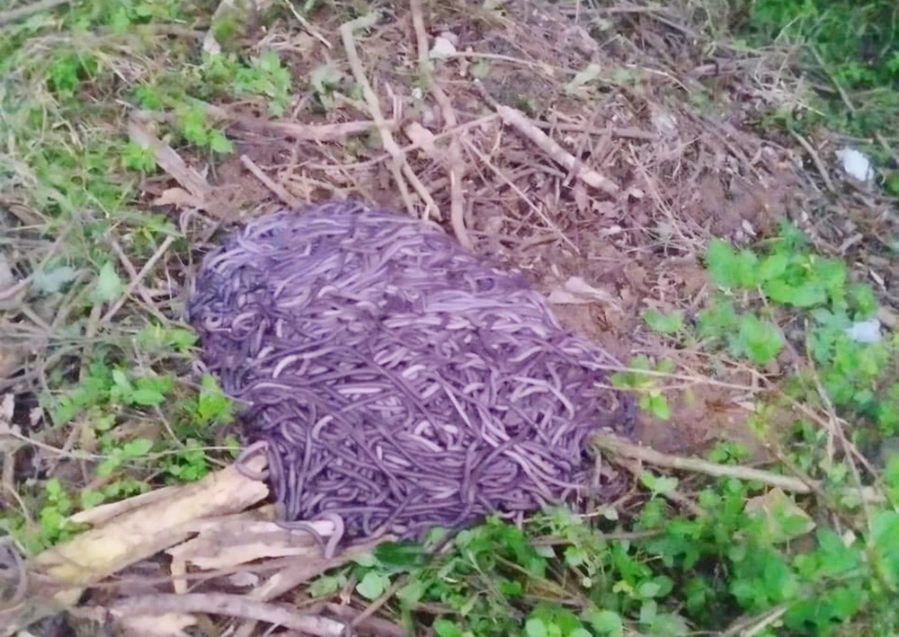 Máy kích điện bắt giun đất